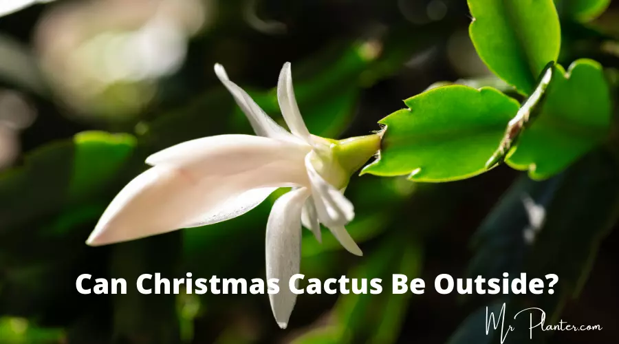 Can Christmas Cactus be Outside