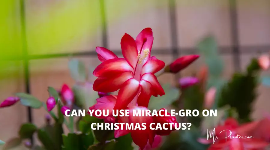 Can You Use Miracle-Gro on Christmas Cactus