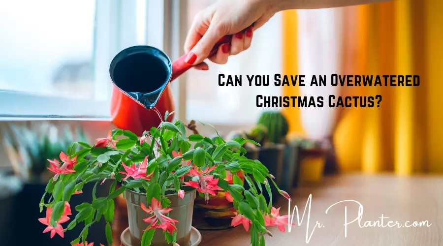 Can you Save an Overwatered Christmas Cactus 1