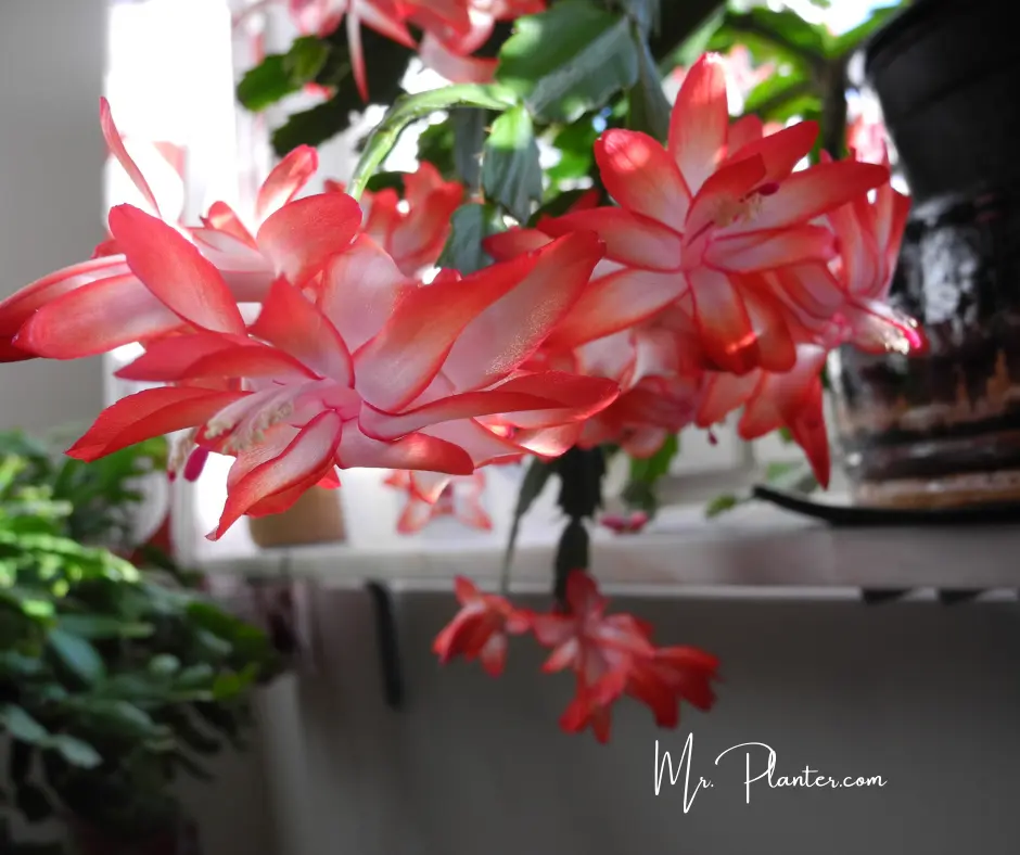 Red flowered Christmas Cactus Plant