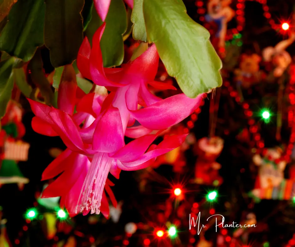 Christmas-Cactus image
