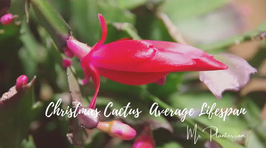 Christmas Cactus  Average Lifespan