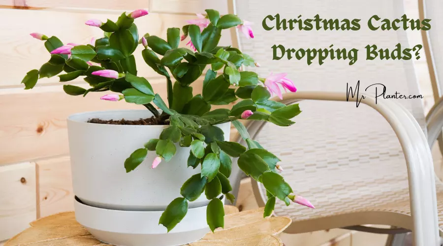 Christmas Cactus Dropping Buds