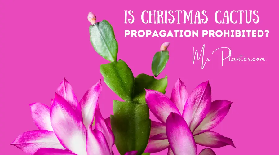 Christmas Cactus Propagation Prohibited 1