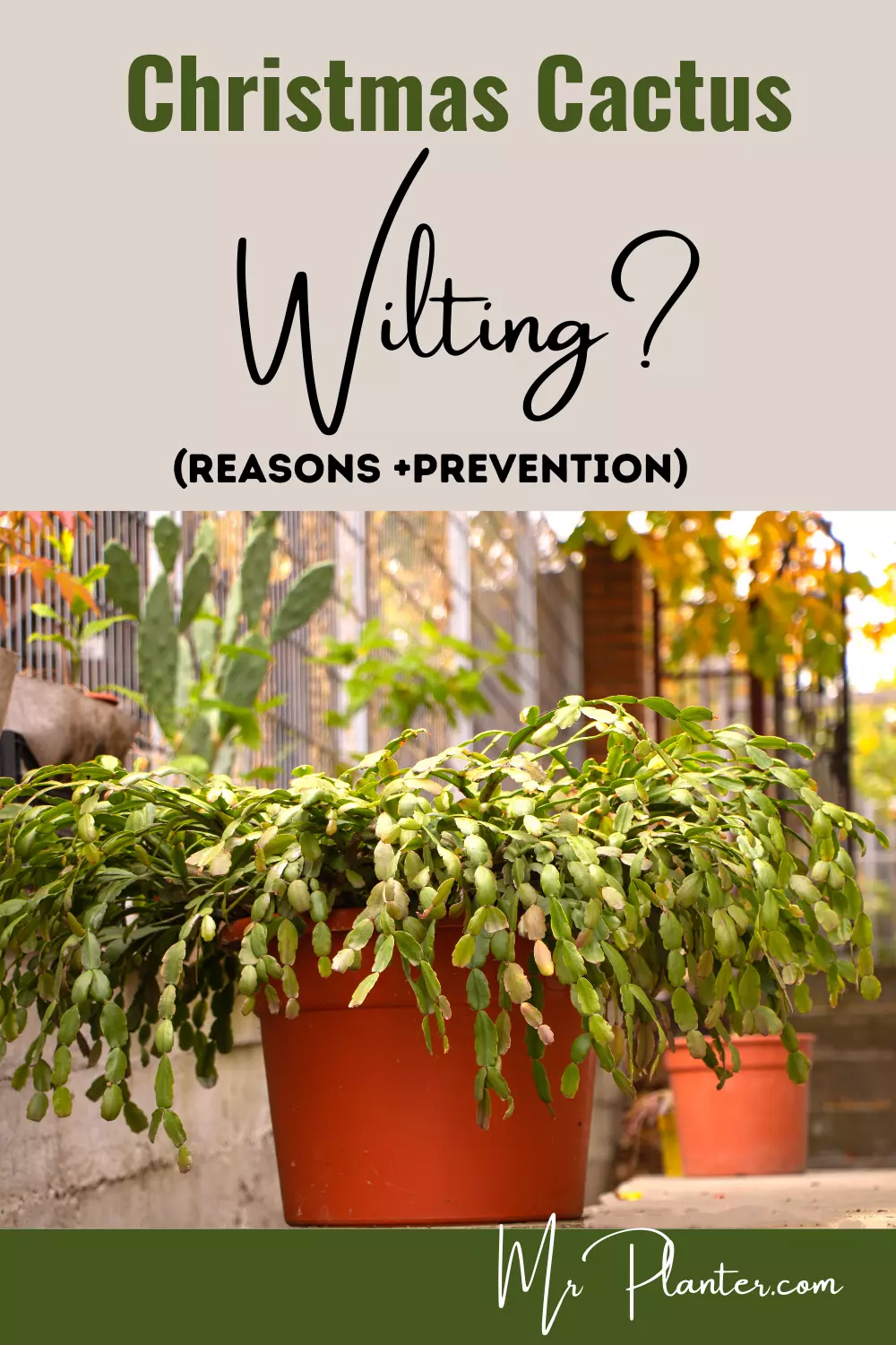 Christmas Cactus Wilting? (Main Reasons+SOLUTION!) 2 Christmas Cactus Wilting 1