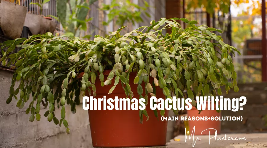 Christmas Cactus Wilting? (Main Reasons+SOLUTION!) 1 Christmas Cactus Wilting problem and fix