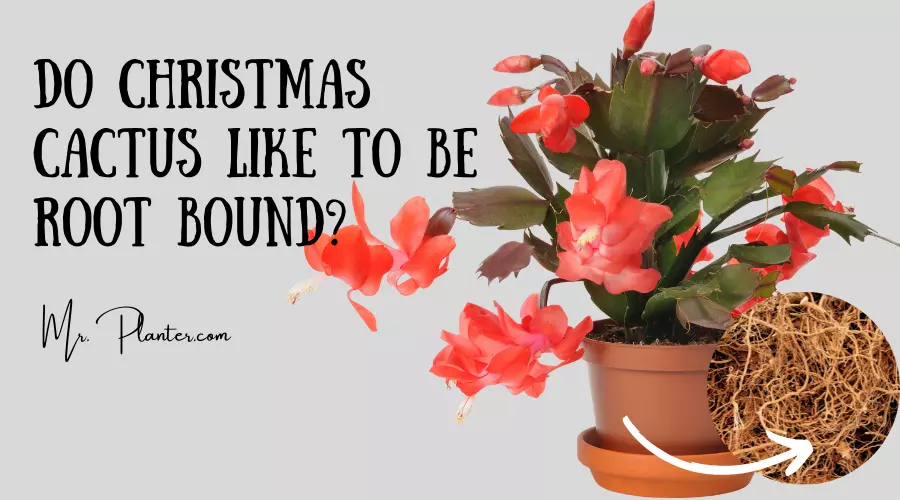 Do Christmas Cactus like to be Root Bound