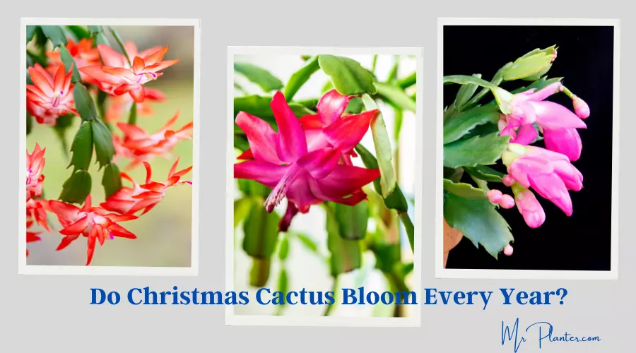 Do Christmas Cactus Bloom Every Year? (Answered!) 1 Do Christmas Cactus Bloom Every Year