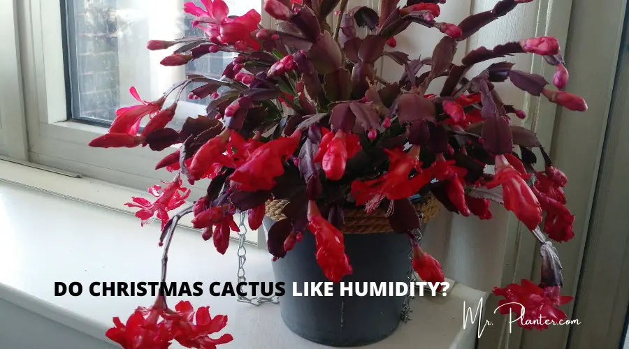 Do Christmas Cactus Like Humidity