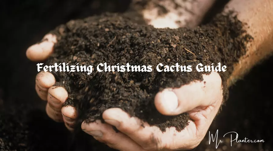 Fertilizing Christmas Cactus