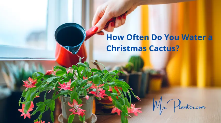 How Often Do You Water a Christmas Cactus