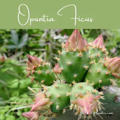 Opuntia-Ficus