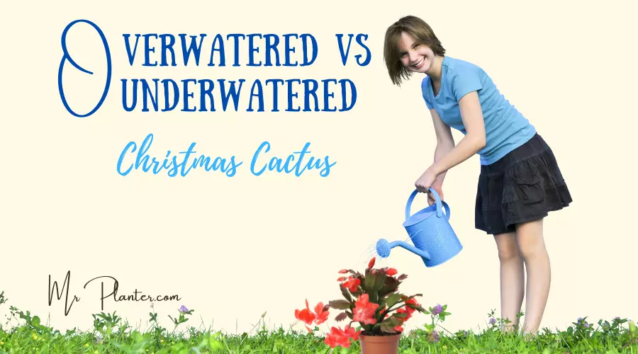 Overwatered vs Underwatered Christmas Cactus 1