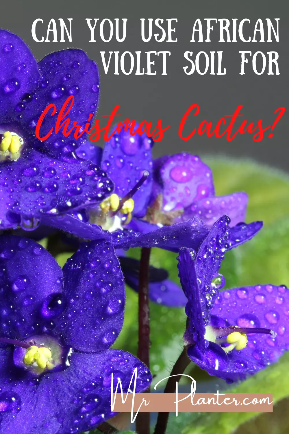 Can you use African violet soil for Christmas Cactus? 2 Pin on African violet soil for Christmas Cactus