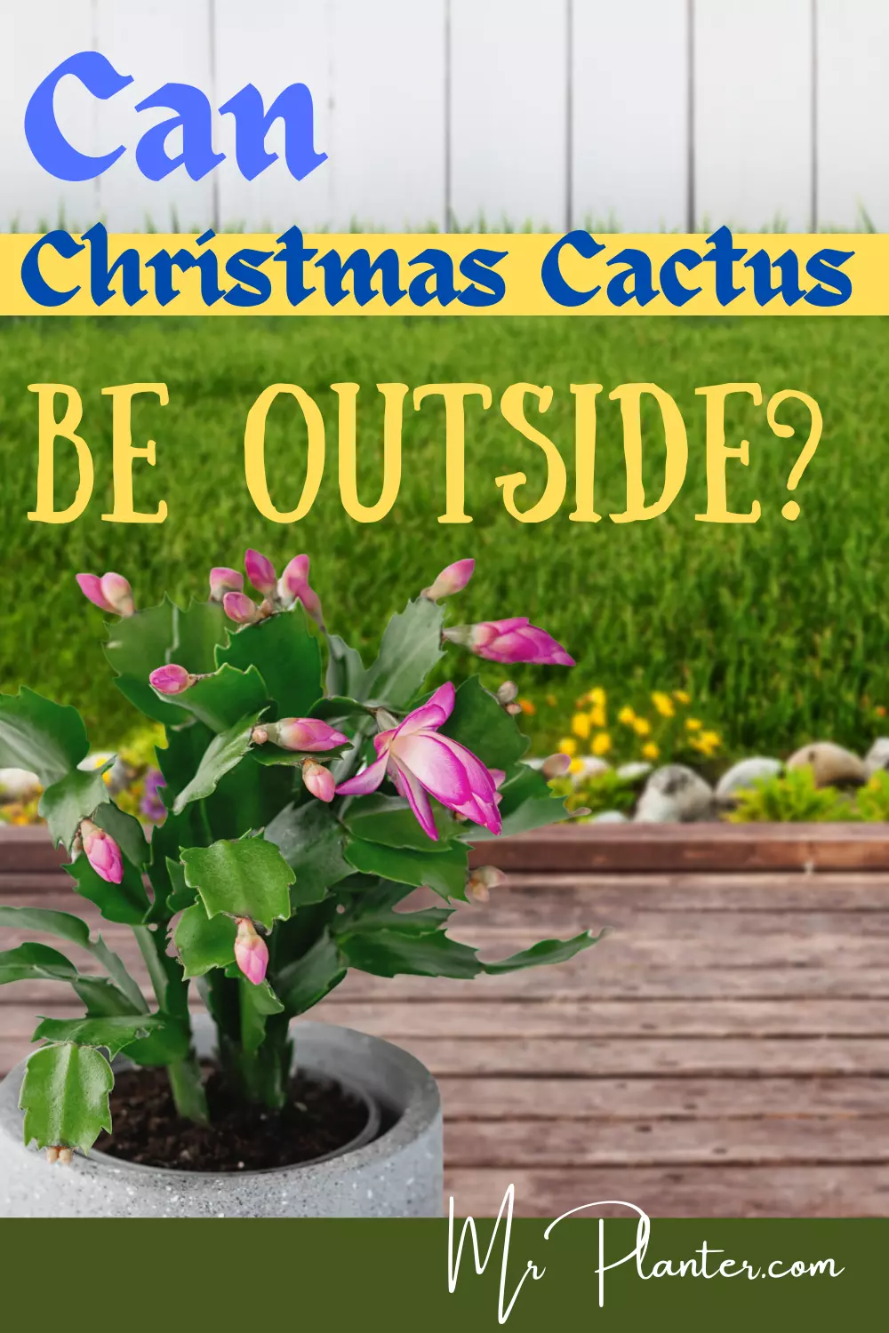Pin on Can Christmas Cactus be Outside 1
