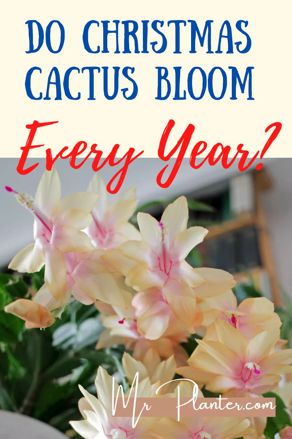 Pin on Christmas Cactus Bloom Frequency