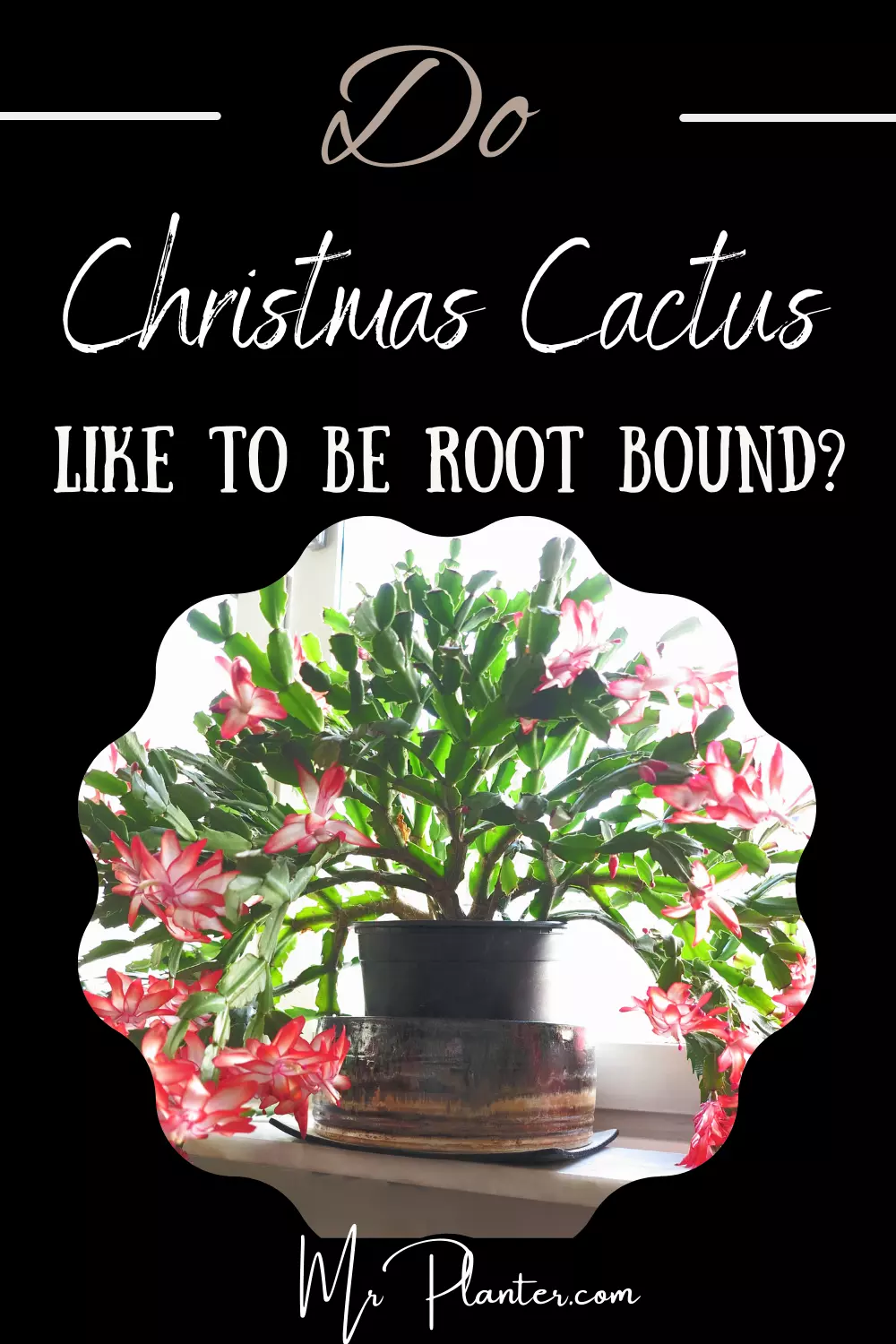 Pin on Do Christmas Cactus like Rootbound 1