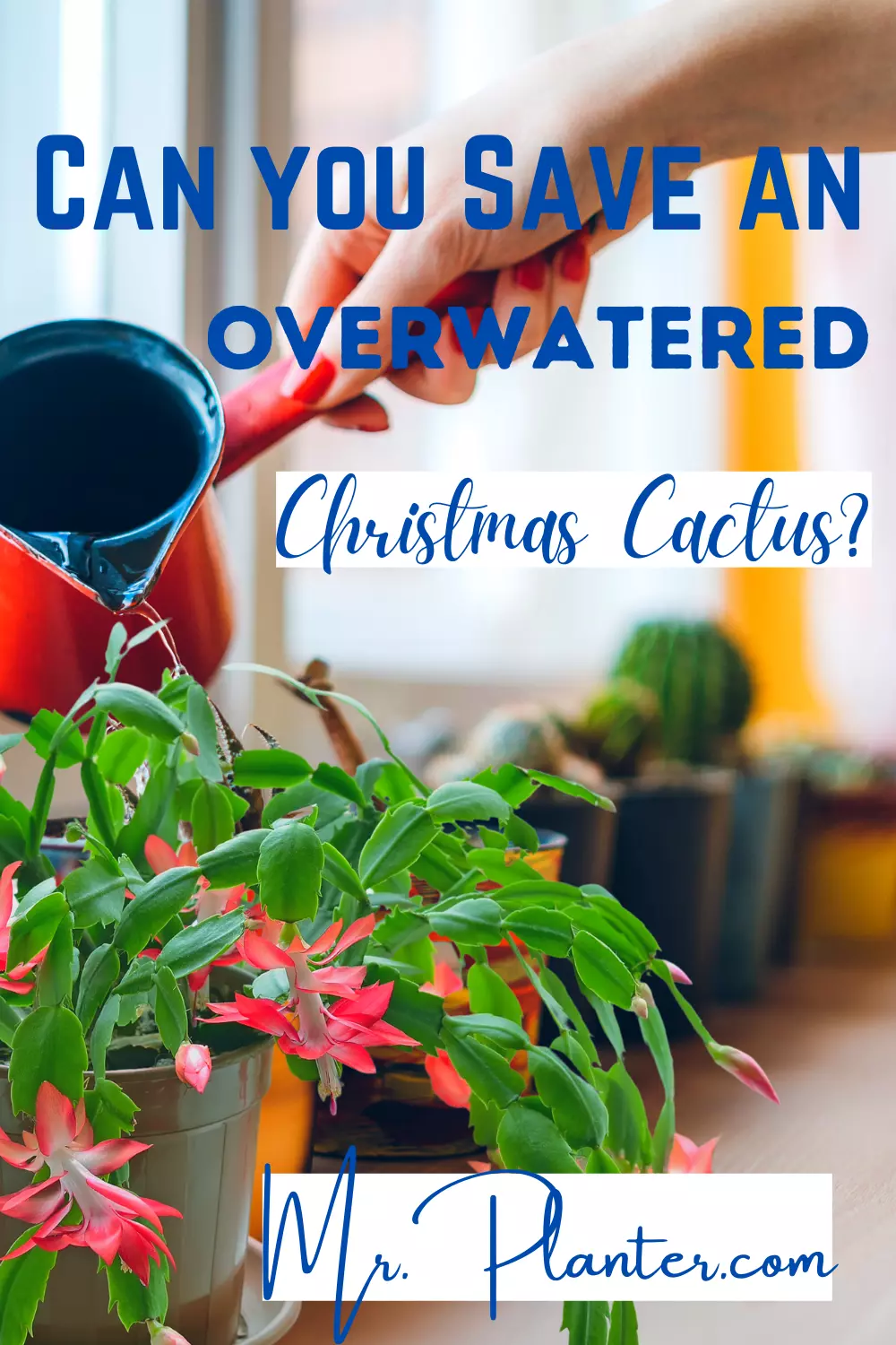 Pin on Saving Overwatered Christmas Cactus 1