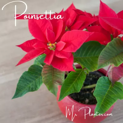 Average Cost of a Christmas Cactus (Know This FIRST!) 4 Poinsettia
