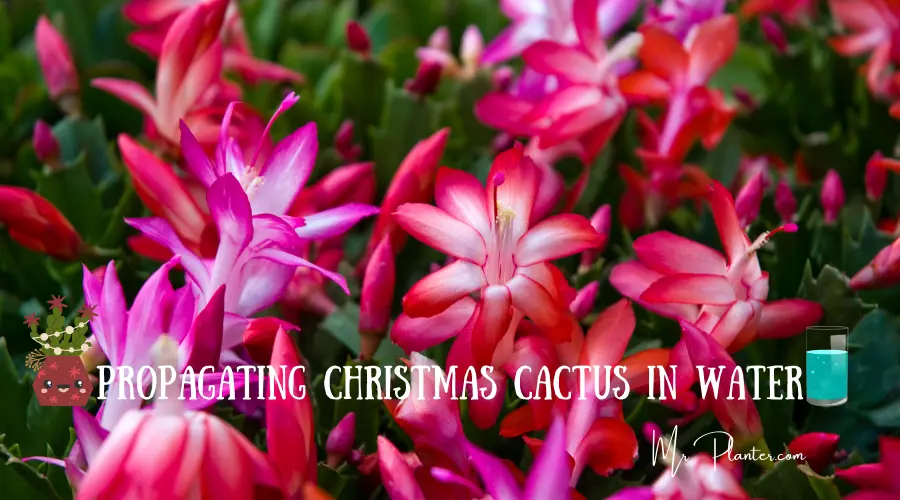 How to Propagate Christmas Cactus in Water