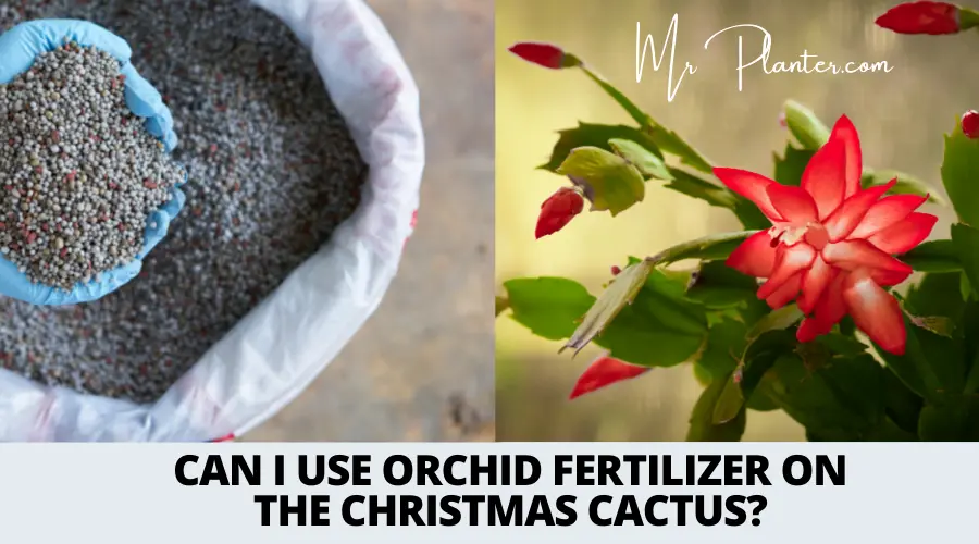 Can I Use Orchid Fertilizer on The Christmas Cactus