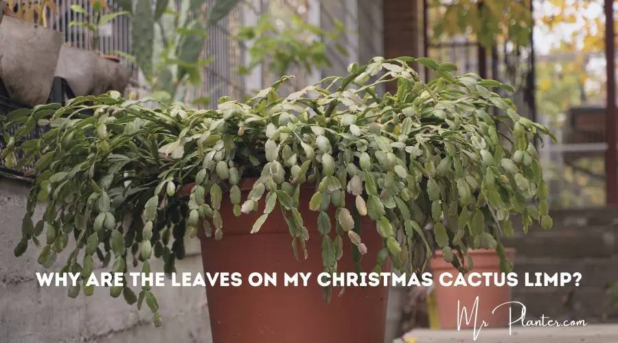 Leaves on My Christmas Cactus Limp