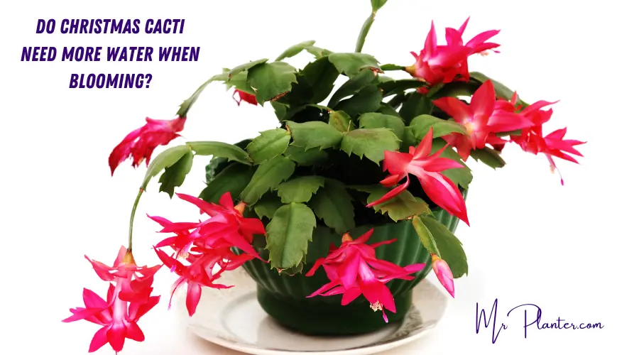 Do Christmas Cactus Need More Water when Blooming