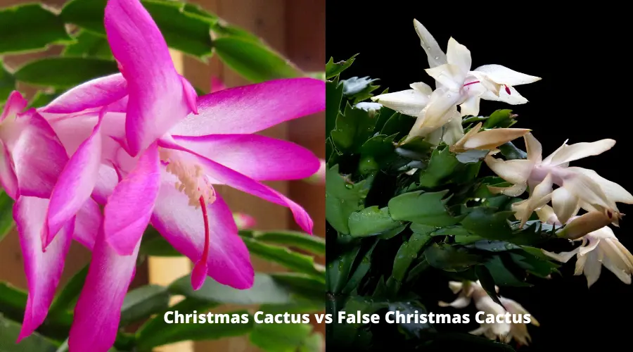 False Christmas cactus Vs Christmas cactus