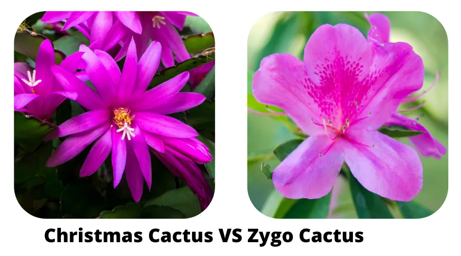 Zygo Cactus vs Christmas Cactus (Are they the SAME?) 1 Zygo Cactus vs Christmas Cactus