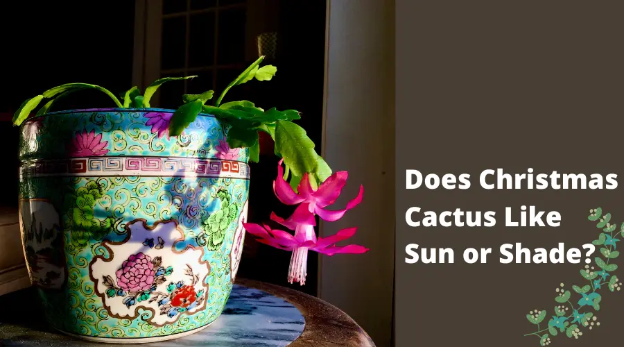 Does Christmas Cactus Like Sun or Shade