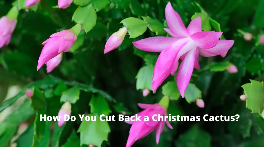How do you cut back a Christmas cactus
