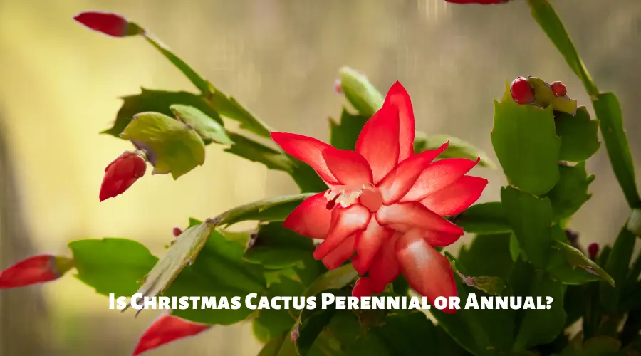 Is Christmas Cactus Perennial or Annual
