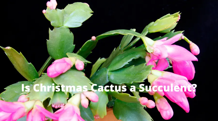 Is Christmas Cactus a succulent