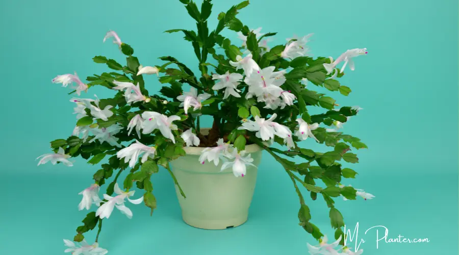 Christmas Cactus Growth Rate