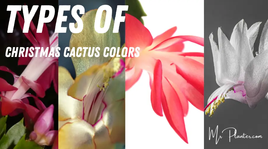 Types of Christmas Cactus Colors