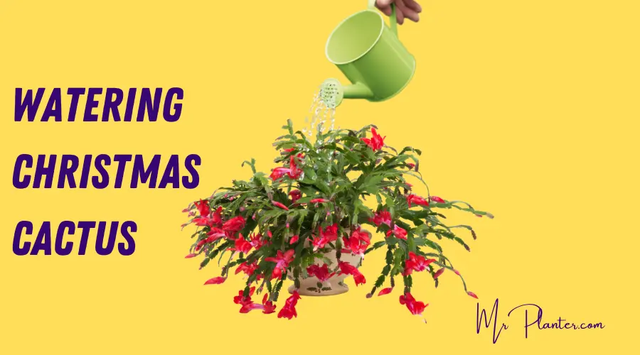 water a Christmas cactus when it blooms