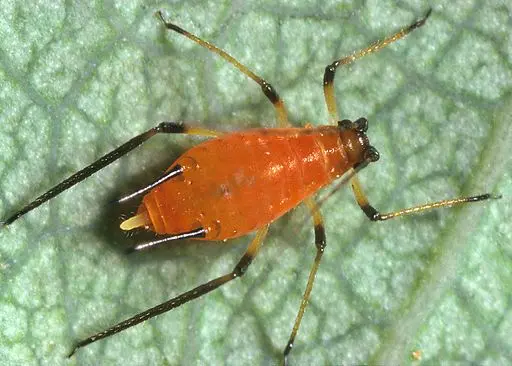 Image of Aphids