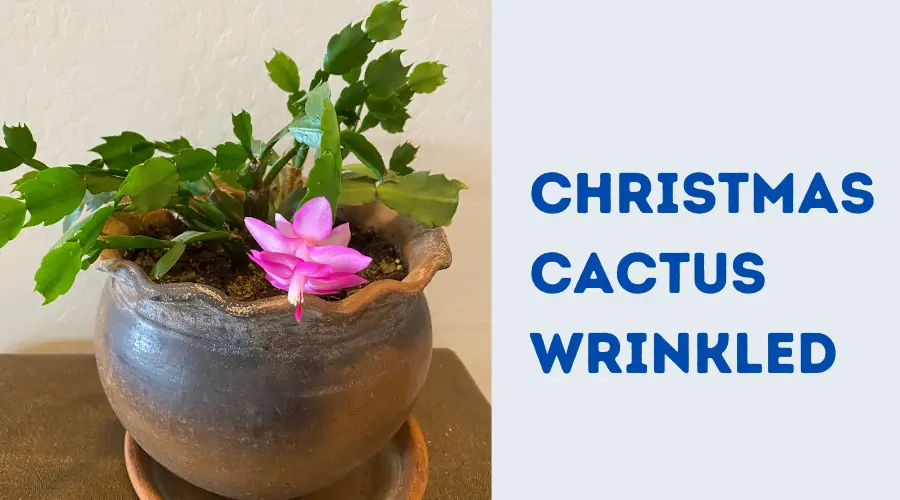 Christmas Cactus Wrinkled