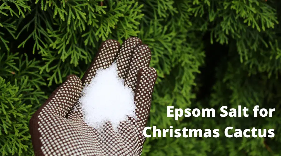 Epsom Salt for Christmas Cactus
