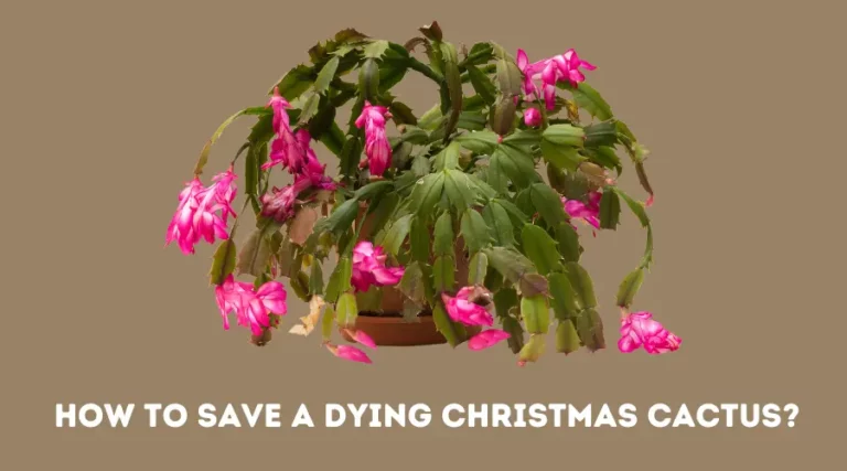 How to Save a Dying Christmas Cactus