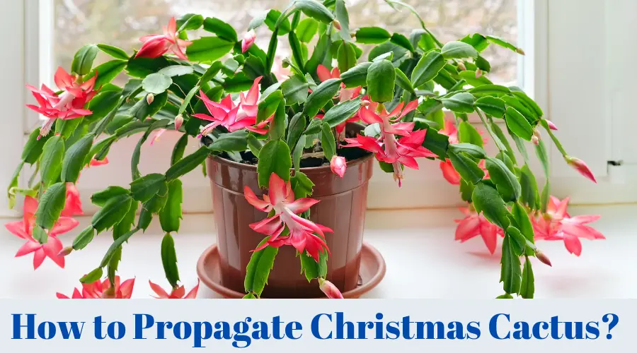 How to Propagate Christmas Cactus