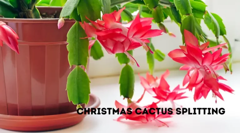 Christmas Cactus Splitting